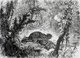 Cambodia: A sketch of a deer killed by a tiger in the jungle north of Siem Reap, 1867.